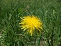 common dandelion
